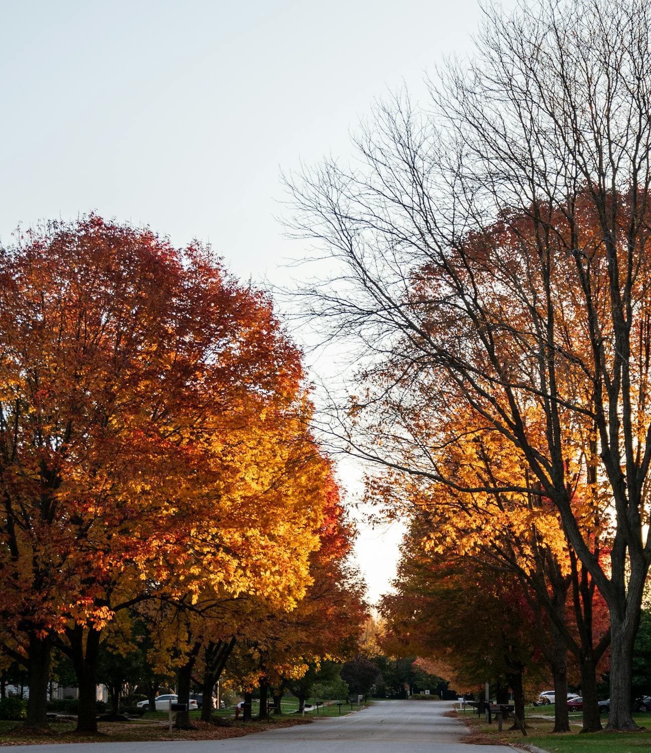 Ravenswood